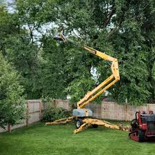 Best Fruit Tree Pruning  in Haymarket, VA