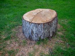 How Our Tree Care Process Works  in  Haymarket, VA
