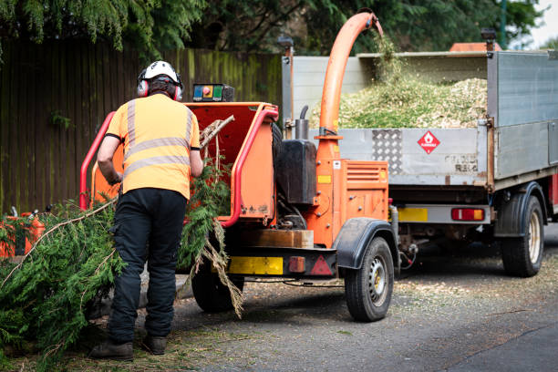 Best Tree Trimming and Pruning  in Haymarket, VA