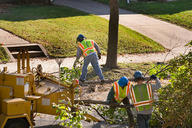 Best Utility Line Clearance  in Haymarket, VA