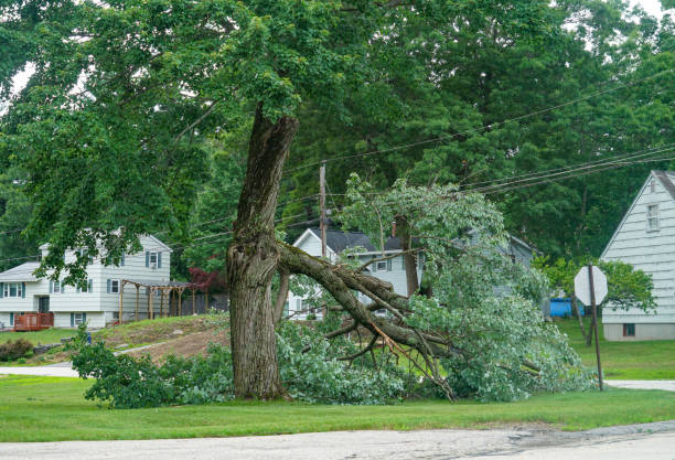 Best Arborist Consultation Services  in Haymarket, VA