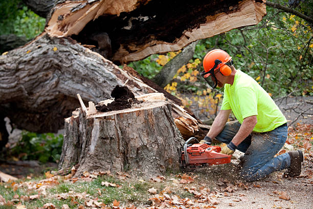 Best Root Management and Removal  in Haymarket, VA