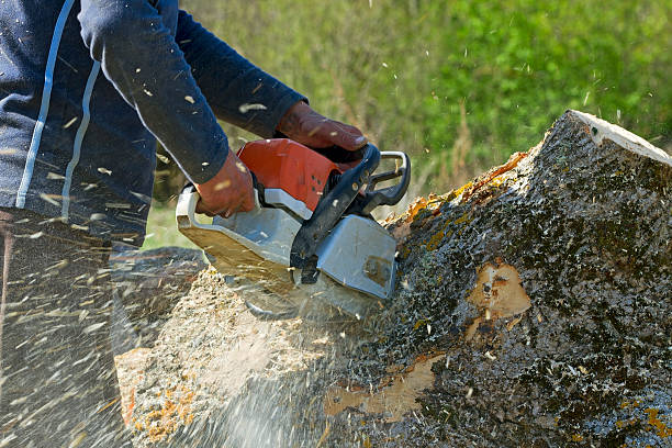 Professional Tree Services in Haymarket, VA