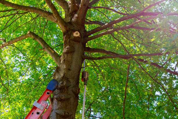 Best Commercial Tree Services  in Haymarket, VA